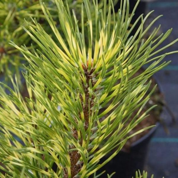 Растение горная / Pinus mugo Sunshine, С10 Ра