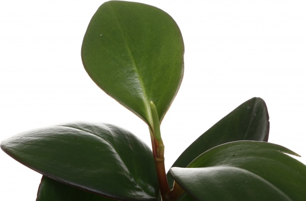 Рослина кімнатна Плантмікс 09//20