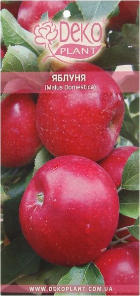 Саженец яблони Джонаголд