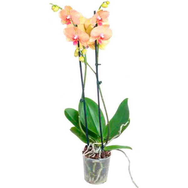 Растение Фаленопсис 2 ствола d12 h60+