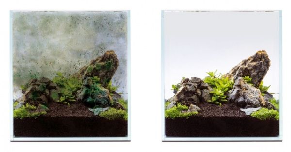 Засіб aCLEER для запобігання забруднення каміння в акваріумі 30 мл