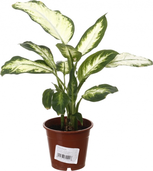 Растение комнатное Растения комнатные микс 12/45