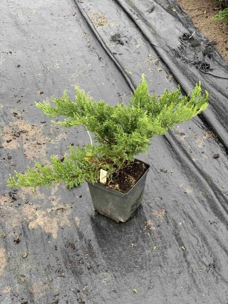 Саженец MegaPlant Можжевельник козацкий Tam No Blight С2 30-40