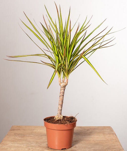 Растение Драцена 12х45 Sunray 1 ствол