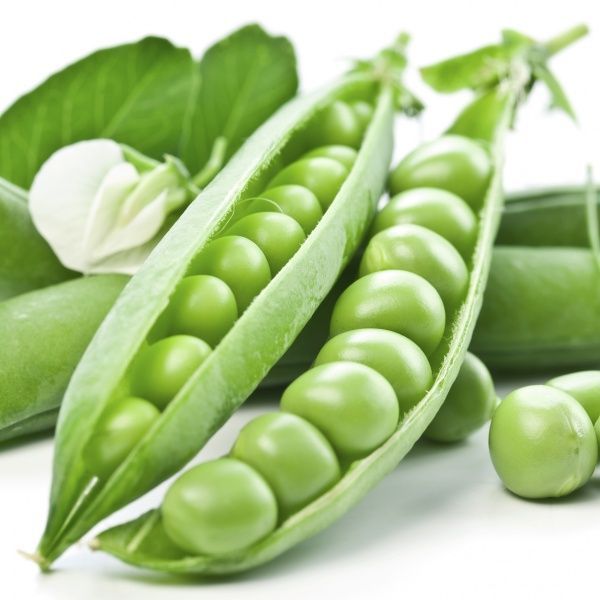 Семена Професійне насіння горох Преладо 20 шт. (4820176694096)