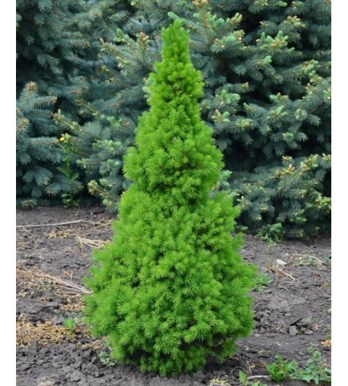 Рослина Ялина Коніка С3