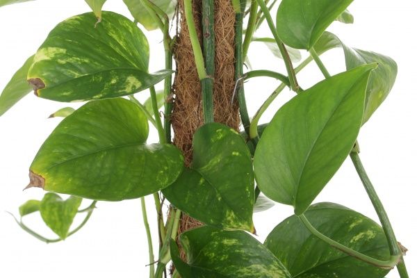 Растение комнатное Эпипремнум на опоре 17x80 см