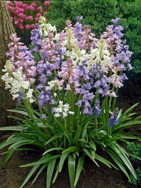 Цибулина TUBERBULB Export B.V. проліски кампанулата суміш 5 шт. 