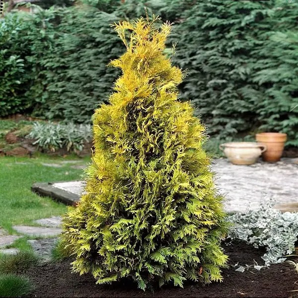 Рослина Туя/ Thuja occidentalis Yellow Ribbon С5, Н20-30