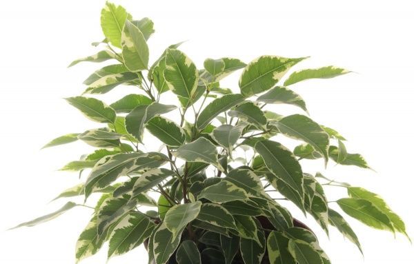 Рослина Фікус Кінкі 12х30 см