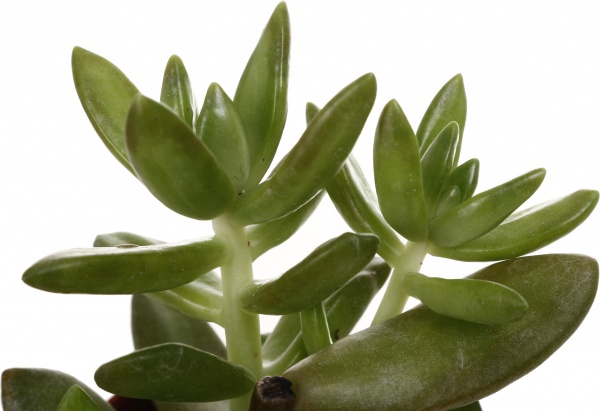 Рослина кімнатна Сукулент мікс 5х8 см