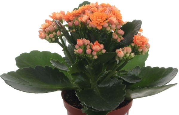 Растение Каланхоэ 08/15 микс