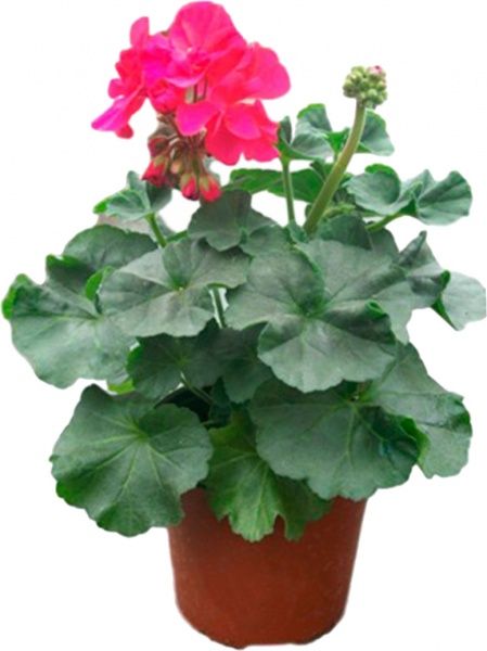 Растение Пеларгония зональная d12