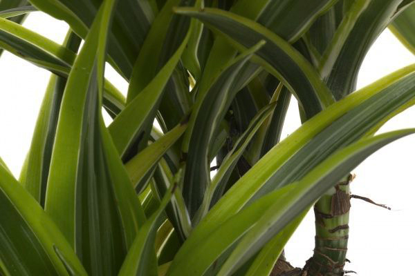 Рослина кімнатна Драцена Лемон Лайм d12/h40