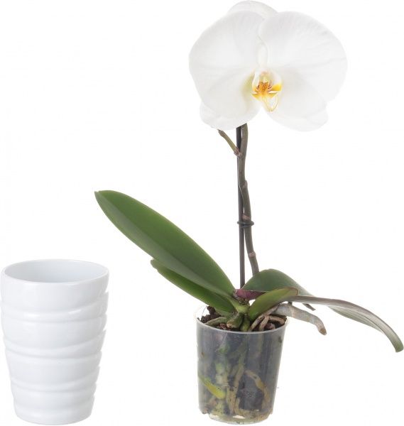 Растение Фаленопсис микс Синголо 9х30 см А1 / А2