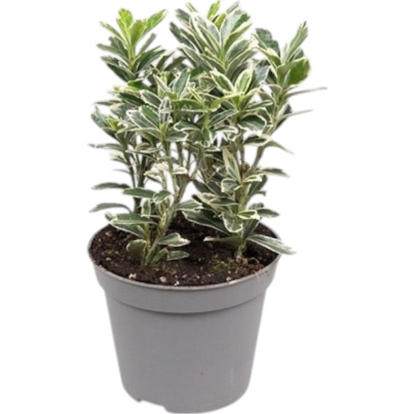 Растение Бересклет 09х15 japonica Albovariegatus