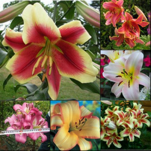 Луковица Яскрава Лилия OT гибрид гигантская Corinthe 1 шт. 