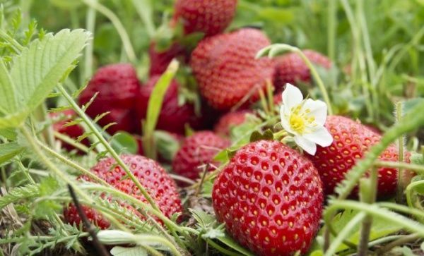 Саженец Лотос К клубника фриго Элегенс А (Р9)