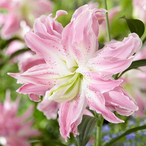 Луковица Лилия ориентальная махровая Lotus Elegance 1 шт. 