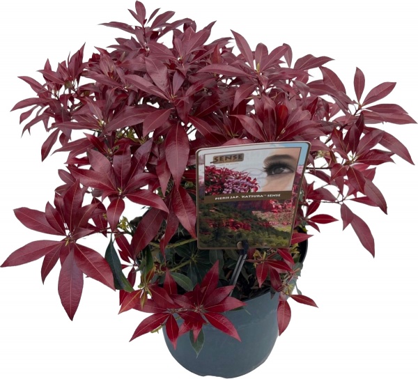 Растение Пиерис катсура d17/h25