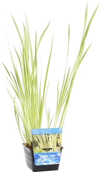 Растение Аир злаковидный Огон C1