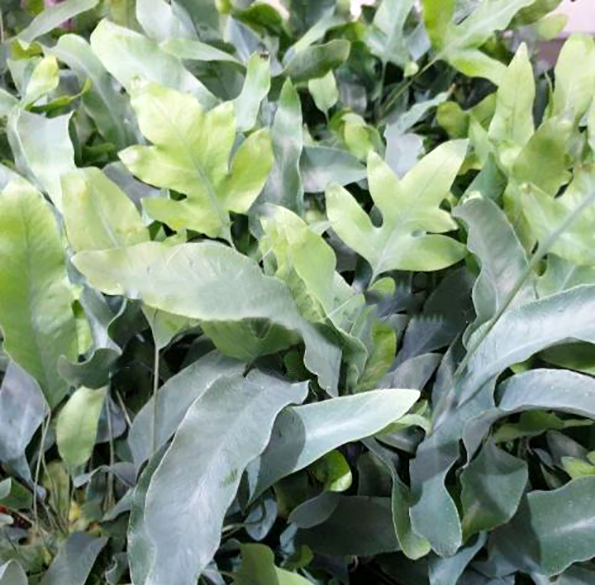 Рослина кімнатна Флебодіум 12х35 см Blue Star