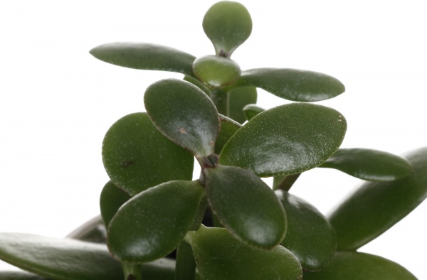 Рослина кімнатна Сукуленти кераміка (обличчя) mix 6 см