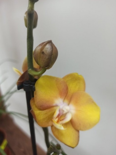 Рослина кімнатна Фаленопсис лас вегас 3рр d12/h40