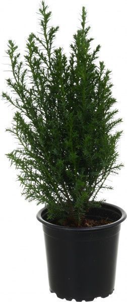 Растение Кипарисовик 09х30 см Элвуди