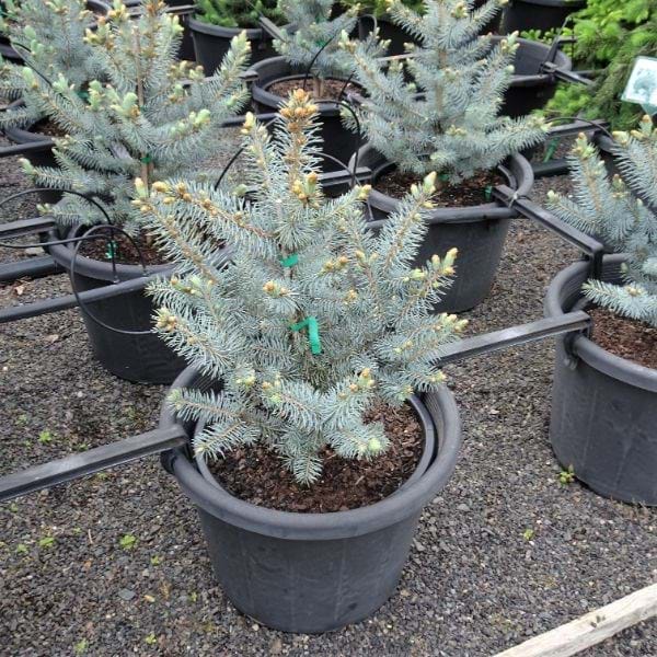 Растение Ель колючая / Picea pungens Blue Diamond C5