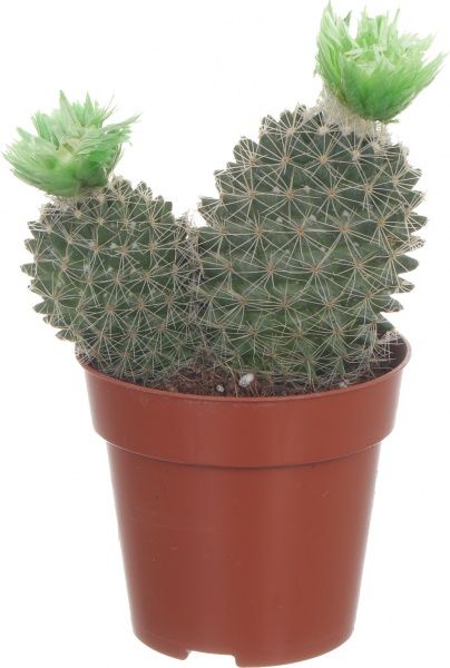 Растение Кактус микс из искусственным цветком 8/12