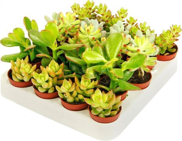 Растение Суккулент микс Show box d6 h15