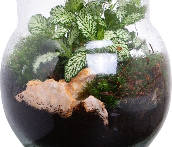 Террариум в бутылке 16х20 см