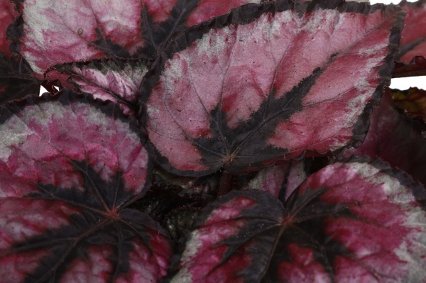 Рослина кімнатна Бегонія рекс 12/20