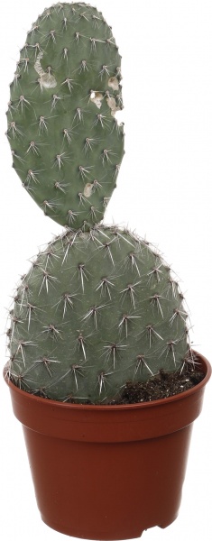 Рослина кімнатна Кактус мікс 17х60 см