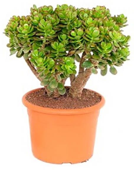 Рослина Крассула мікс МорЛіпс 9/15