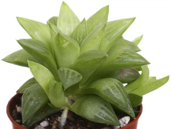 Рослина Алоє мікс 5.5х7 см