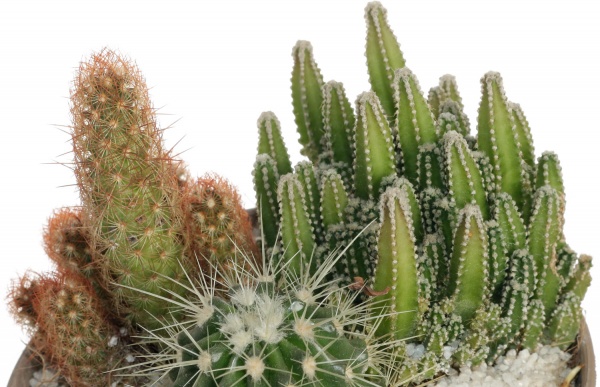 Кактус микс в плошке 13/25