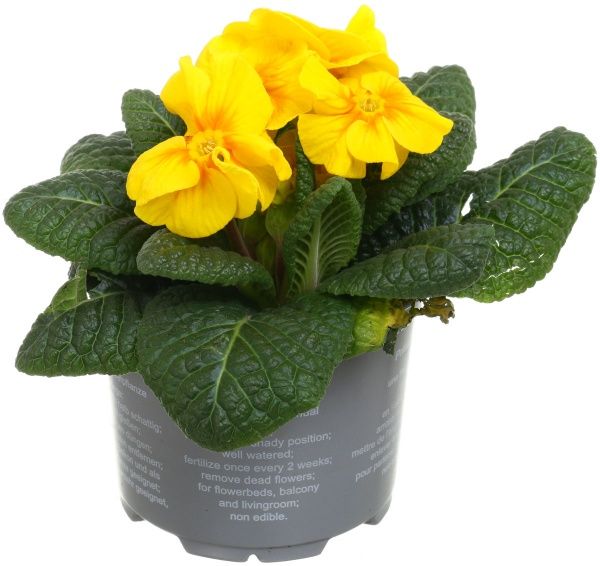 Растение Примула 9х20 см микс