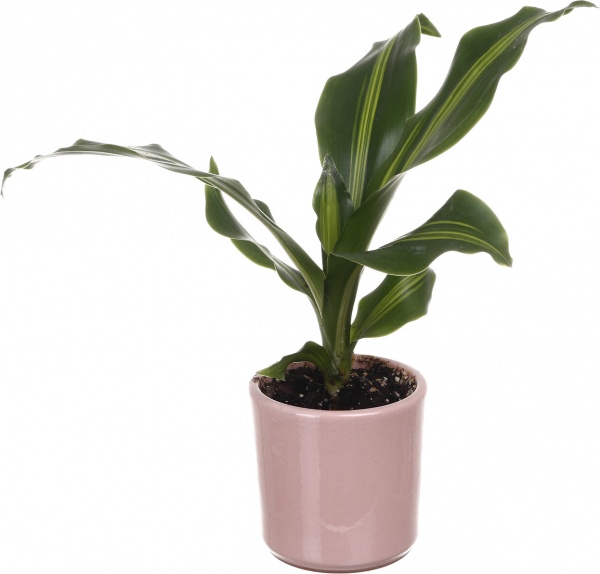 Растение Растения микс в цветной керамике d6/h10