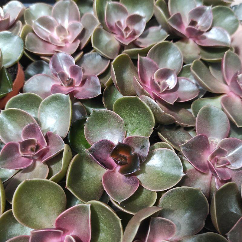 Рослина Ехеверія 5х8 Magic pearl — фото 1
