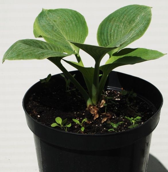 Саженец хоста Elegans (С5)