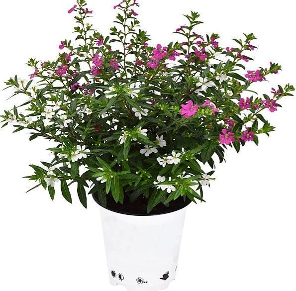 Рослина Куфея hyssopifolia Мірто