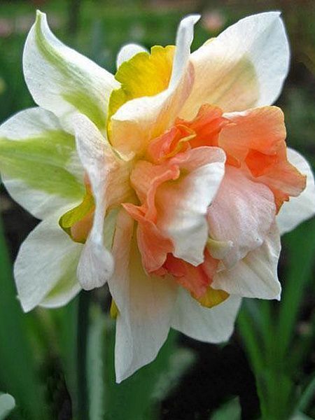 Цибулина TUBERBULB Export B.V. нарциса Репліт 3 шт. 