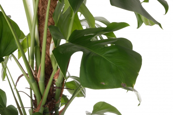 Растение комнатное Монстера 24/120