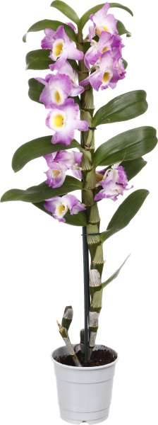 Растение комнатное Дендробиум Nobile 12х60 см 1 ствол