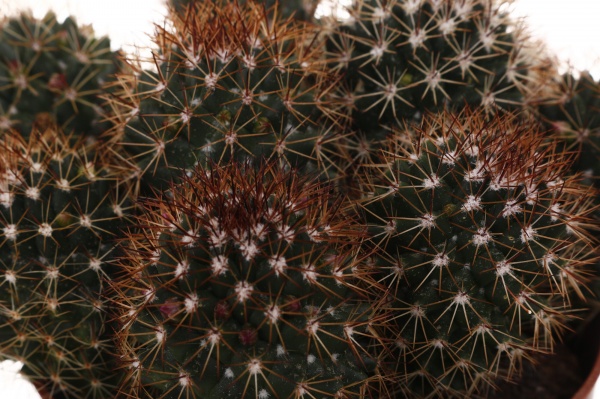 Рослина Кактус мікс d12/h15