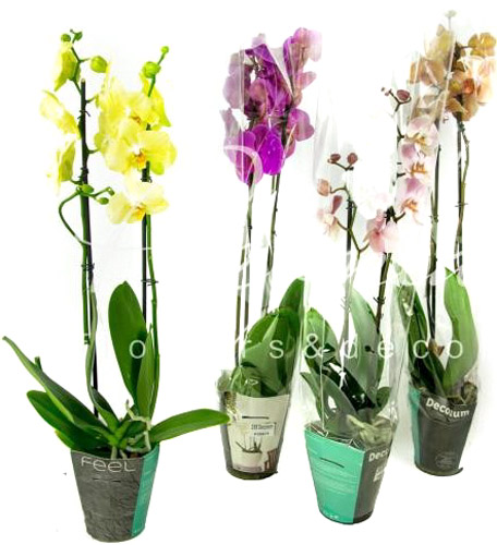 Растение комнатное Фаленопсис микс 2 ствола, 8/10+ 12/50-60 Акция!