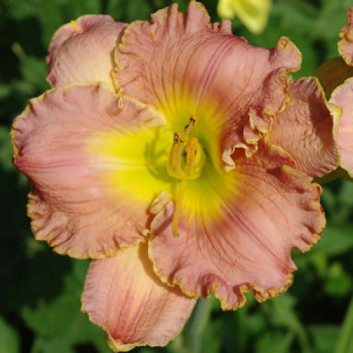 Корневище Яскрава Лилейник French Lingerie 