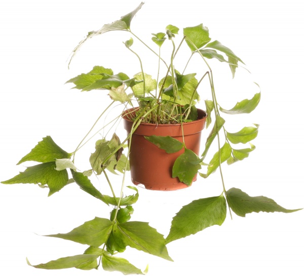 Растение комнатное Папоротная микс 8/20